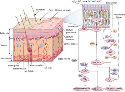 Triplet Excited Carbonyls and Singlet Oxygen Formation During Oxidative Radical Reaction in Skin